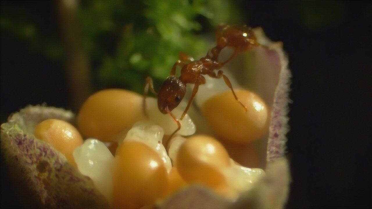 小蚂蚁仿佛拥有大智慧!各种丛林生物间往往会互惠互利!