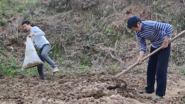 东哥和老妈一起种长豆角,先施底肥后下种子,这样豆角长得更好