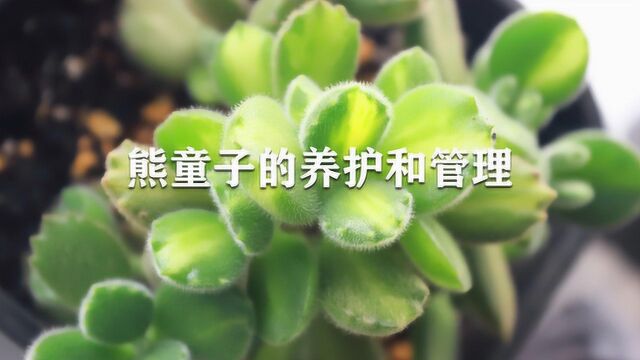 熊童子的养护和管理