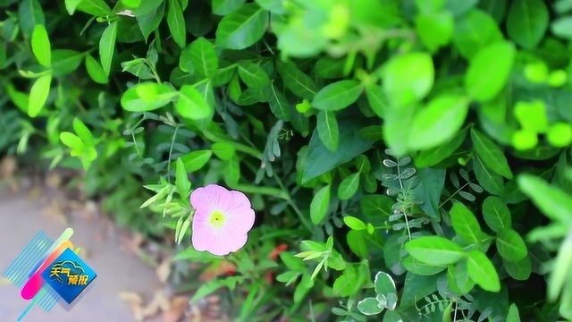 美丽月见草,月光下开花的植物,神奇吧!