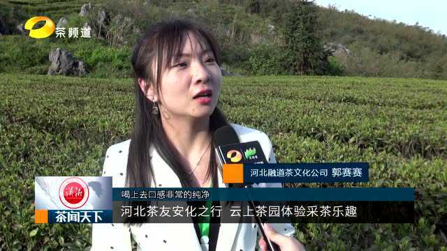 茶频道河北石家庄工作站寻茶安化 在云上茶园体验茶叶采摘