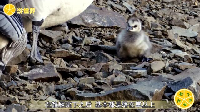 这种大雁为防止天敌把巢筑在悬崖顶,雏雁要活下来就得跳崖