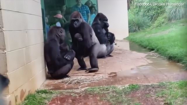 大猩猩群体躲雨像极人类