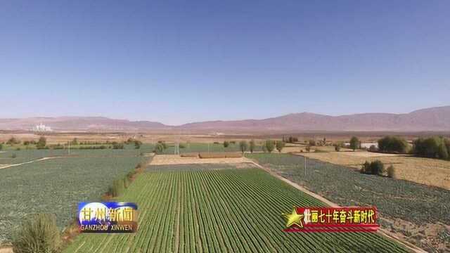 我区27万亩高原夏菜进入全面采收期