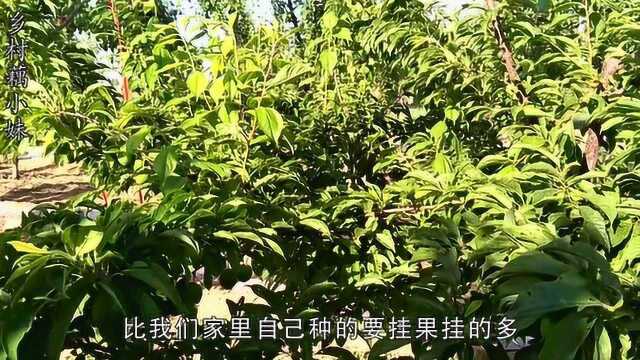 李子怎样种植产量才会高,农村大哥教你一招,简单好学在家也能种