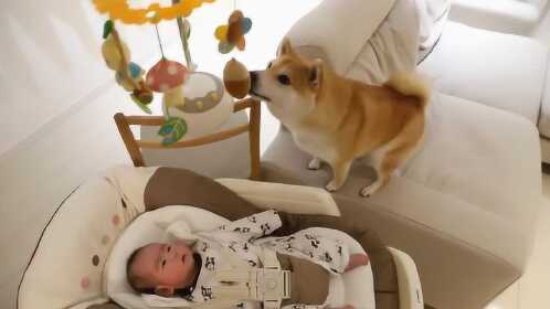 铲屎的自己孩子都不会看啊，小宝儿就让本汪来守护