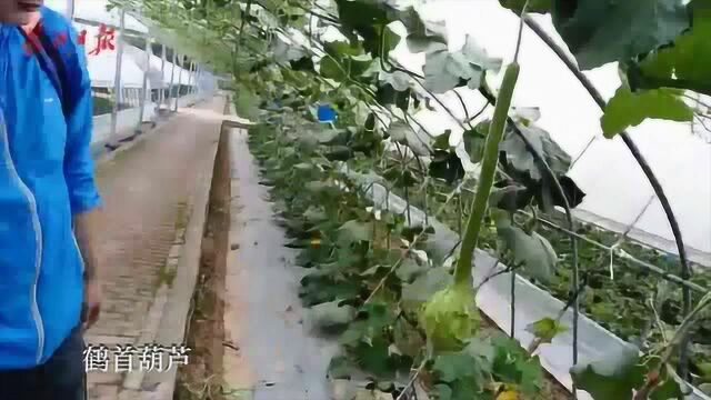 你见过“猪大肠”辣椒、“鸳鸯”梨子、“天鹅”葫芦吗?