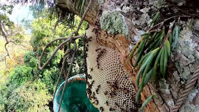 难怪市场卖的纯天然野生蜂蜜那么贵,看完采摘过程我明白了