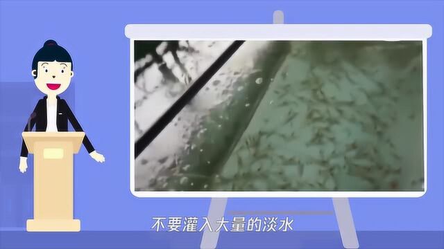 小河虾怎么养你知道吗?