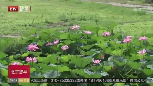 昌平滨水公园荷花绽放 夏日美景让人流连忘返