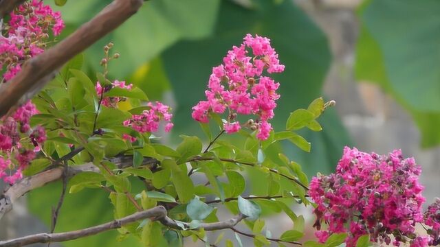 怕痒不怕晒?没想到你是这样的“夏紫薇”