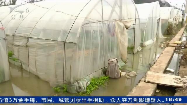 螳螂川过流水量超负荷 农田被淹