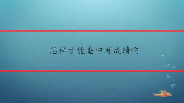 怎样才能查中考成绩啊