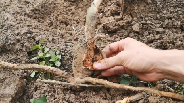 一亩地里发现一棵百香果苗死,把根挖出后判断是施肥过多被烧根