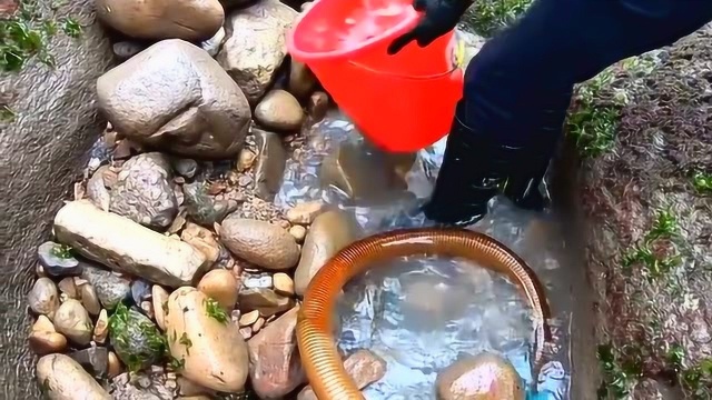 小伙冒雨赶海,意外收获一条红星斑鱼,这下可真是赚大发了