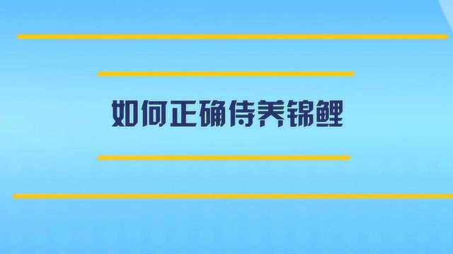 我们应如何正确饲养锦鲤?