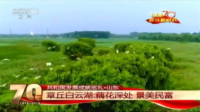 共和国发展成就巡礼 山东篇丨章丘白云湖:藕花深处 景美民富