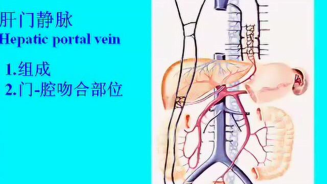 中山大学人体解剖学36课04