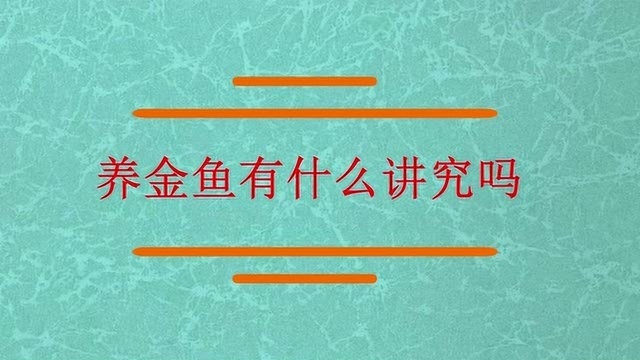 知道养金鱼有什么讲究吗?