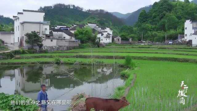 《天下徽商》系列4 前世不修 生在徽州