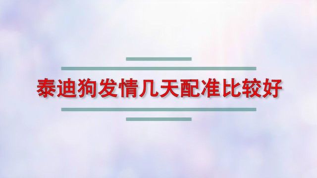 泰迪狗发情几天配准比较好?