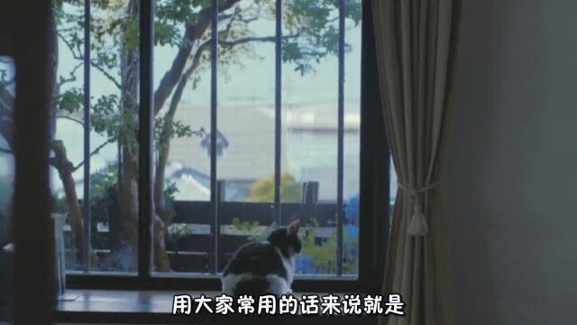 《旅猫日记》铲屎官身患绝症,猫咪为治愈他做了这样的事情