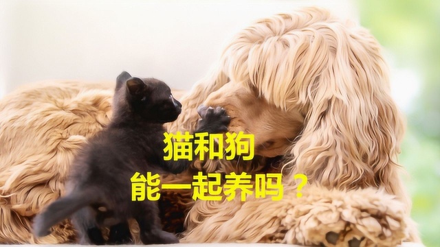 猫和狗能一起养吗?铲屎官注意这几个问题,猫狗就可以和谐相处