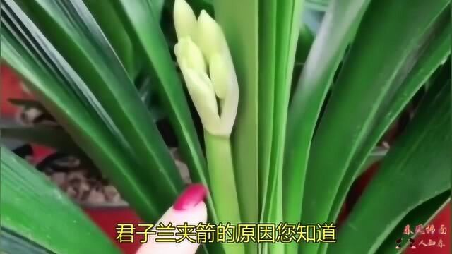 君子兰夹箭的原因您知道?懂得原理避免夹箭,花卉小姐姐手把手传授!