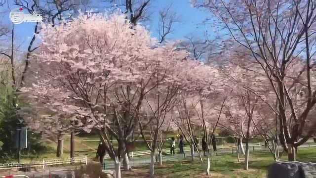 玉渊潭樱花开了!市民拉开距离赏樱观景