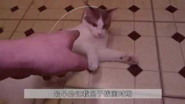 遍布世界的宠物猫,一共有多少种?