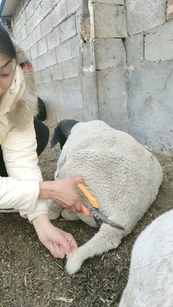 给羊断尾是不是太残忍了你知道为什么要给羊断尾吗