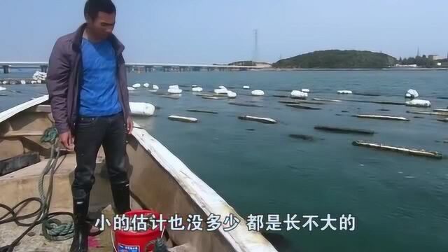 阿烽赶海收获惨淡,只好去自己的“小金库”拿点新鲜海货去赚生活费