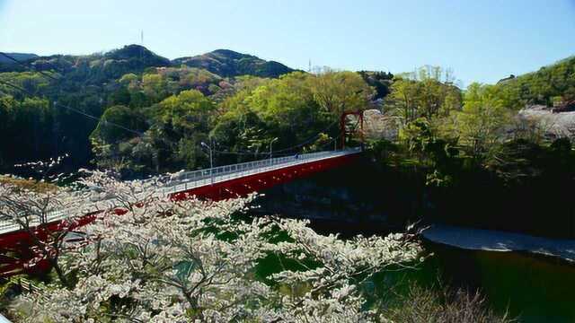 8k高清航拍日本樱花,恍如日本动漫场景,很多人一生的向往