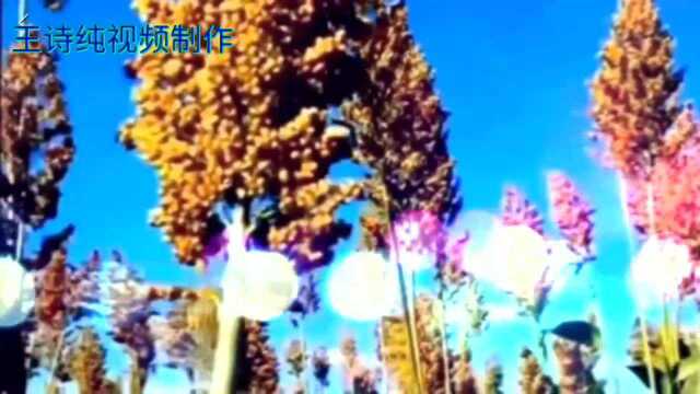 电视剧《红高梁》主题曲九儿