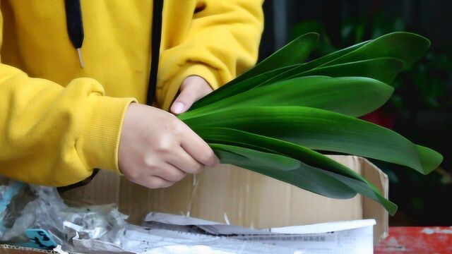 捡漏了!70块钱买到2棵这样的君子兰