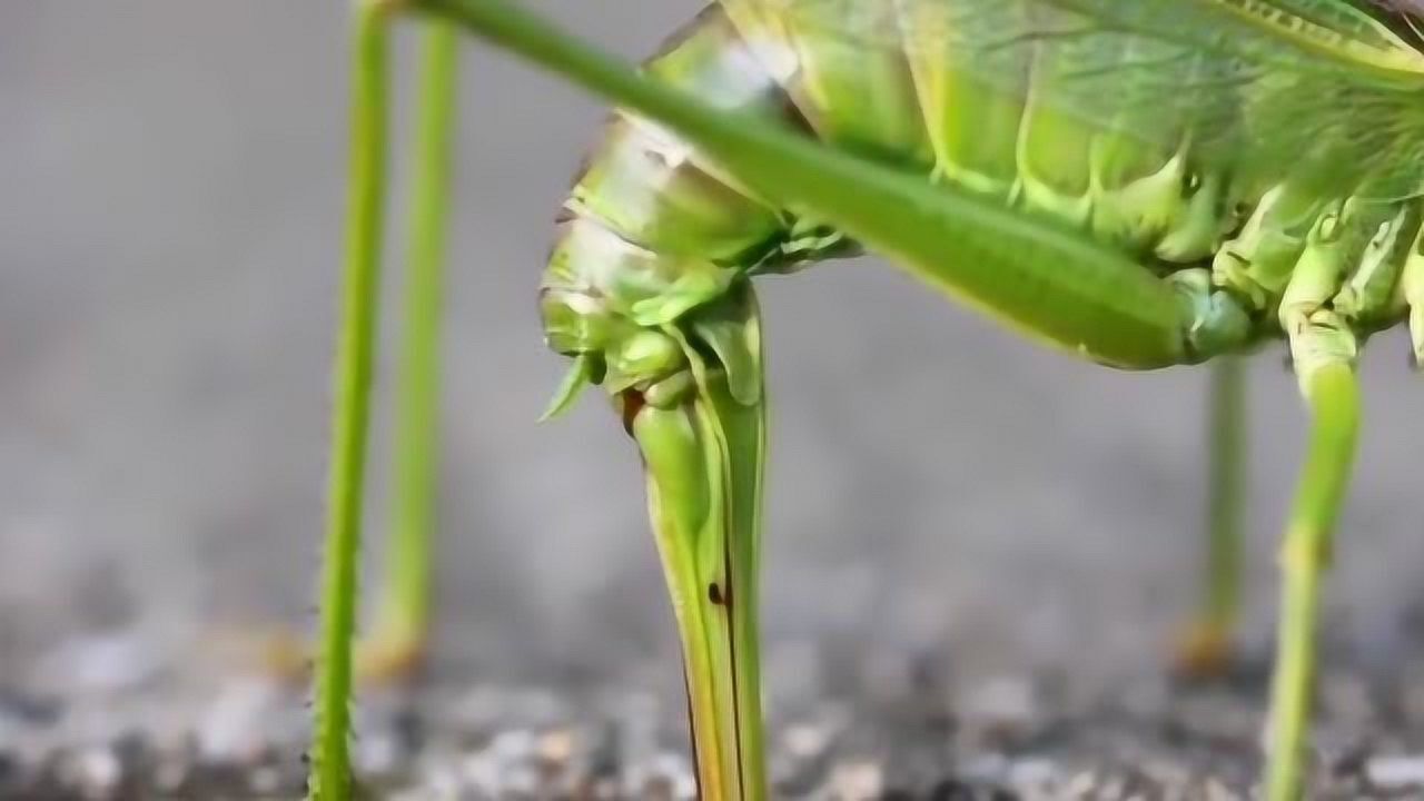 蝗虫之所以那么难清除看它产卵的过程你们就明白了