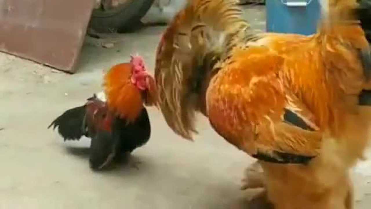 小公鸡与母鸡之间的对决