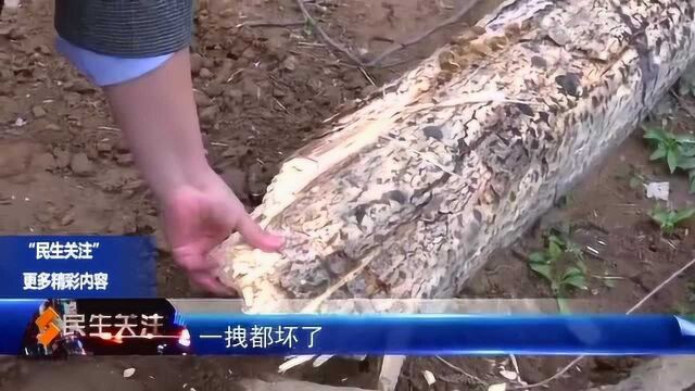 绿化树被“砍”是否合规?