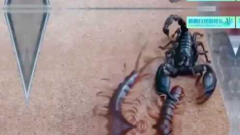 蝎子对蜈蚣大作战 - 腾讯视频
