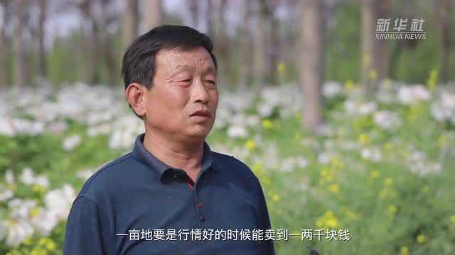 河南商丘:牡丹花开乡村美 特色种植富农家