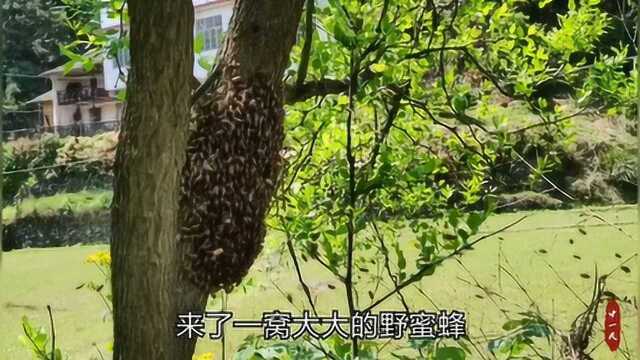 树上挂着一大窝野蜂,养蜂大师傅徒手就逮住了蜂王,太厉害了