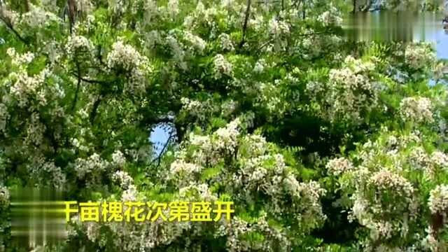 56秒丨济宁邹城十八盘林场:千亩槐花次第开 山谷化身香雪海