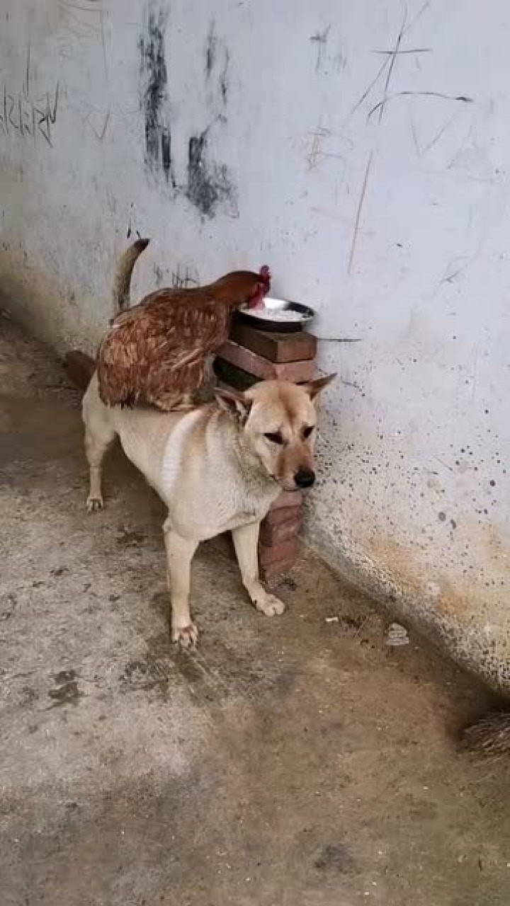 打鸡骂狗 腾讯网