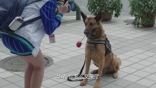 警犬:主人和女友闹分手,警犬叼着玫瑰去替主人赔罪,太感人了