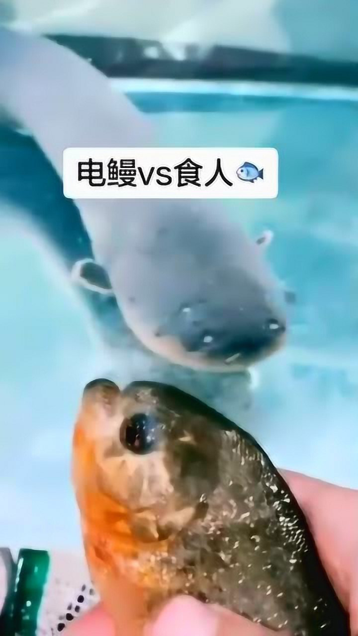 水中两大霸主电鳗对阵食人鱼究竟谁能胜利