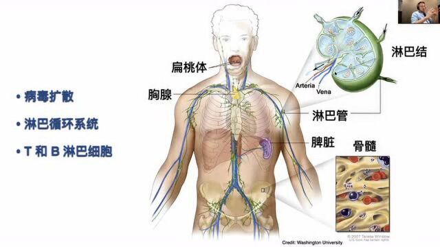 新冠病毒的免疫征途