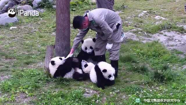 请首页的柠檬人们查收