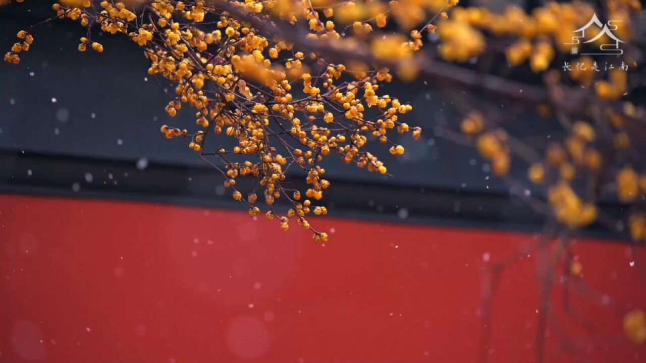 氛围感满满!雪天里的腊梅红墙美得像一幅画