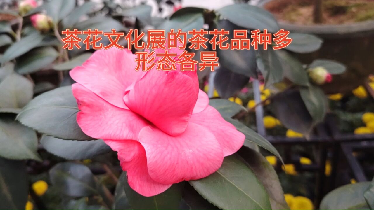 茶花文化展的茶花品种多,形态各异