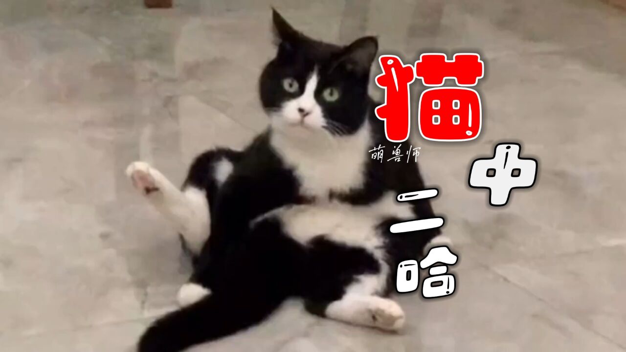 猫中二哈奶牛猫,果然黑白配自带喜剧效果|纪录片